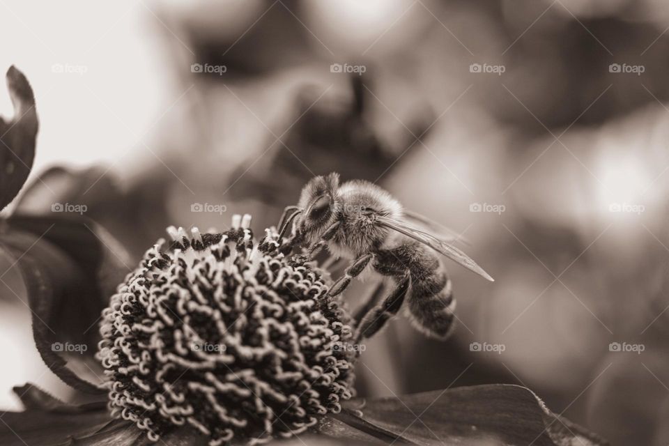 The bee on the flower collects nectar and pollen