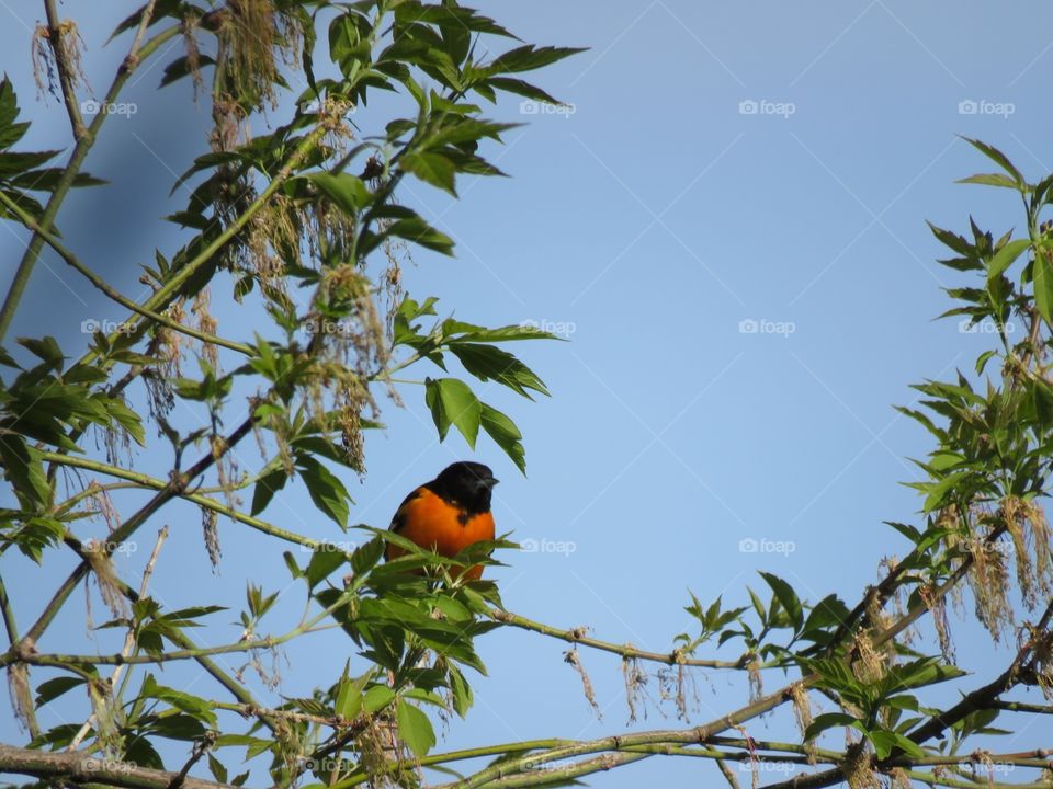 A Baltimore Oriole perched on a tree branch.