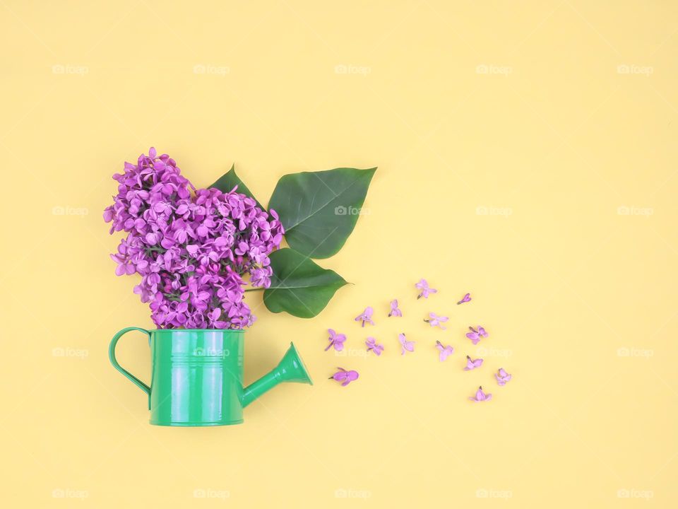 One green watering can with a lilac branch and flowers pouring out of it lies on a yellow background, flat lay close-up.