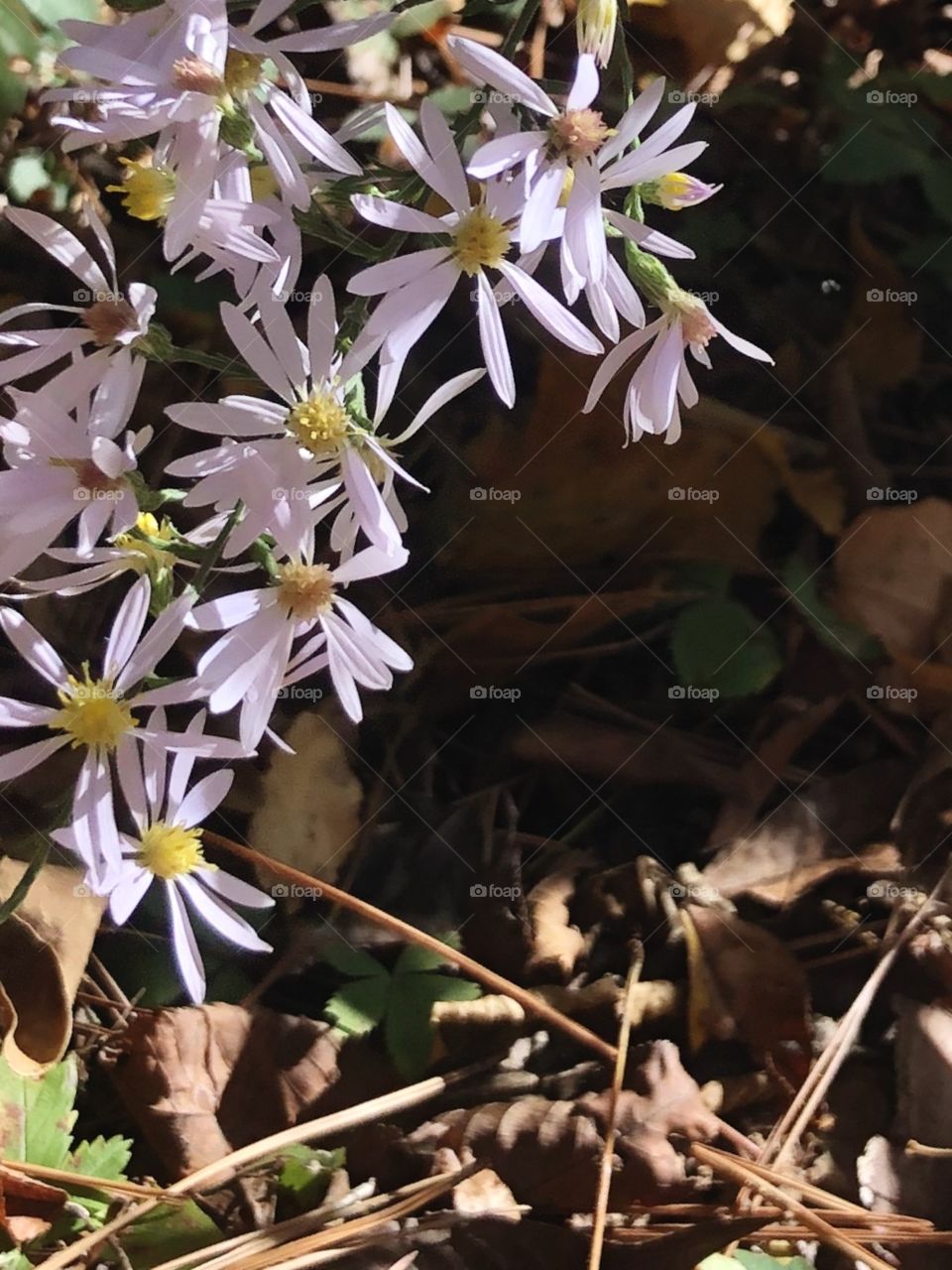 Closeup of delicate white and yellow wildflowers in upper left quadrant of frame with shadow across fallen leaves 