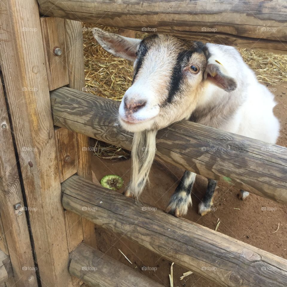 Sheep, Goat, Farm, Livestock, Barn