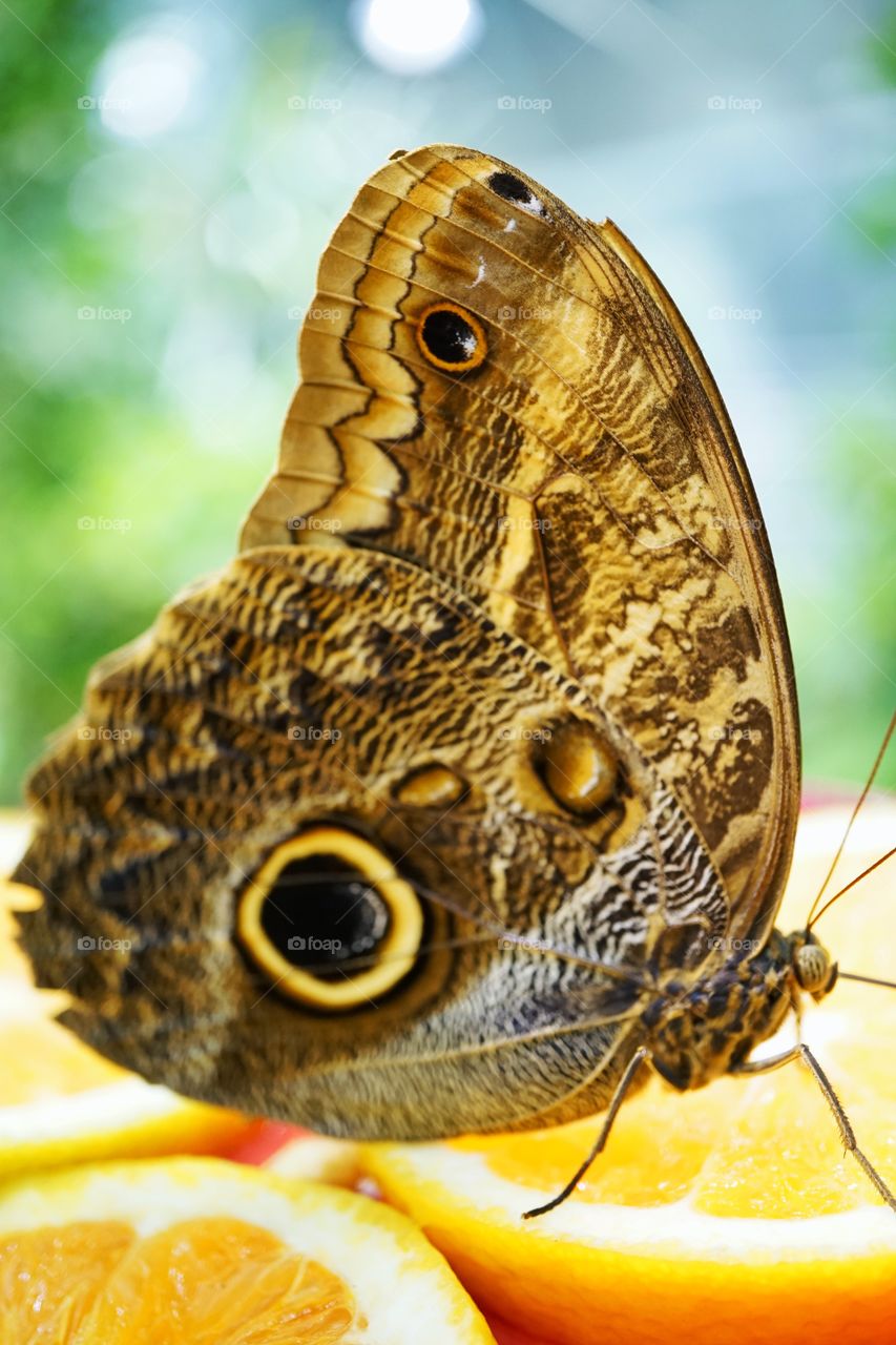 Giant Owl Butterfly