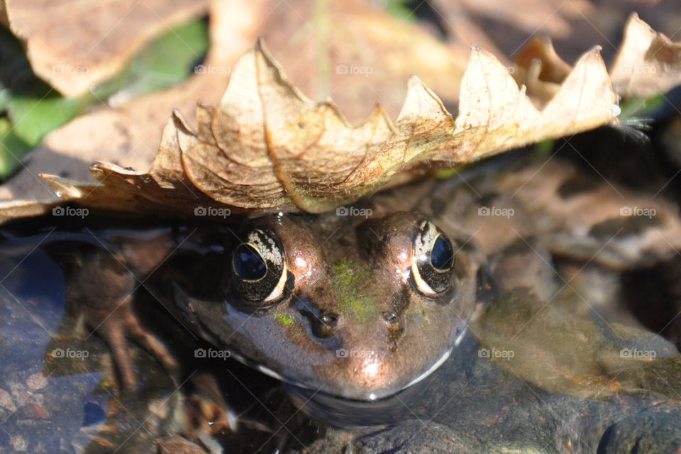 animals frog amphibian by nabu