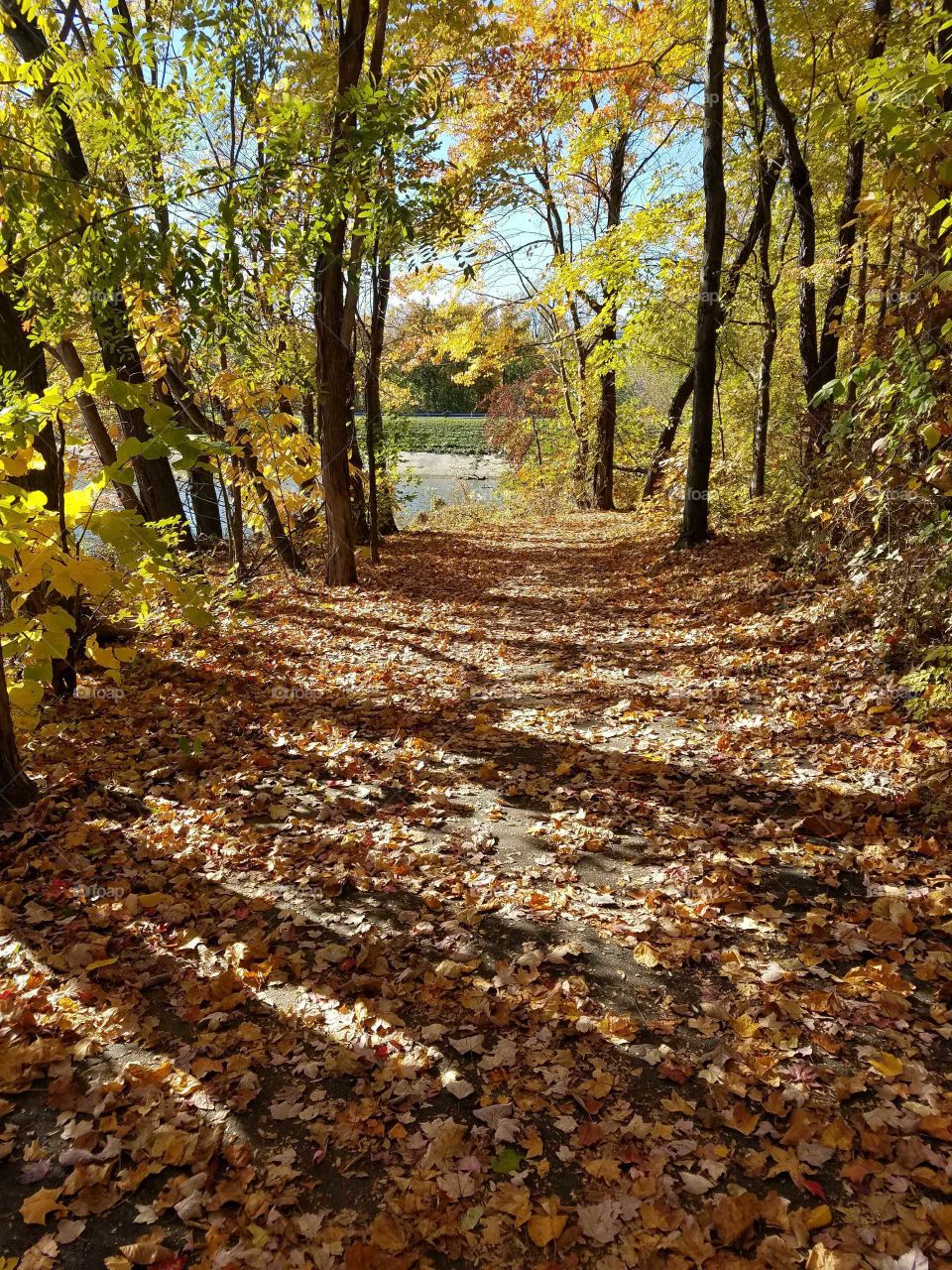 Through the path of autumn