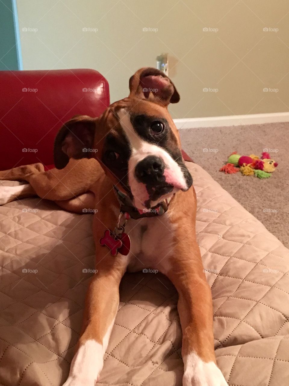 Boxer puppy