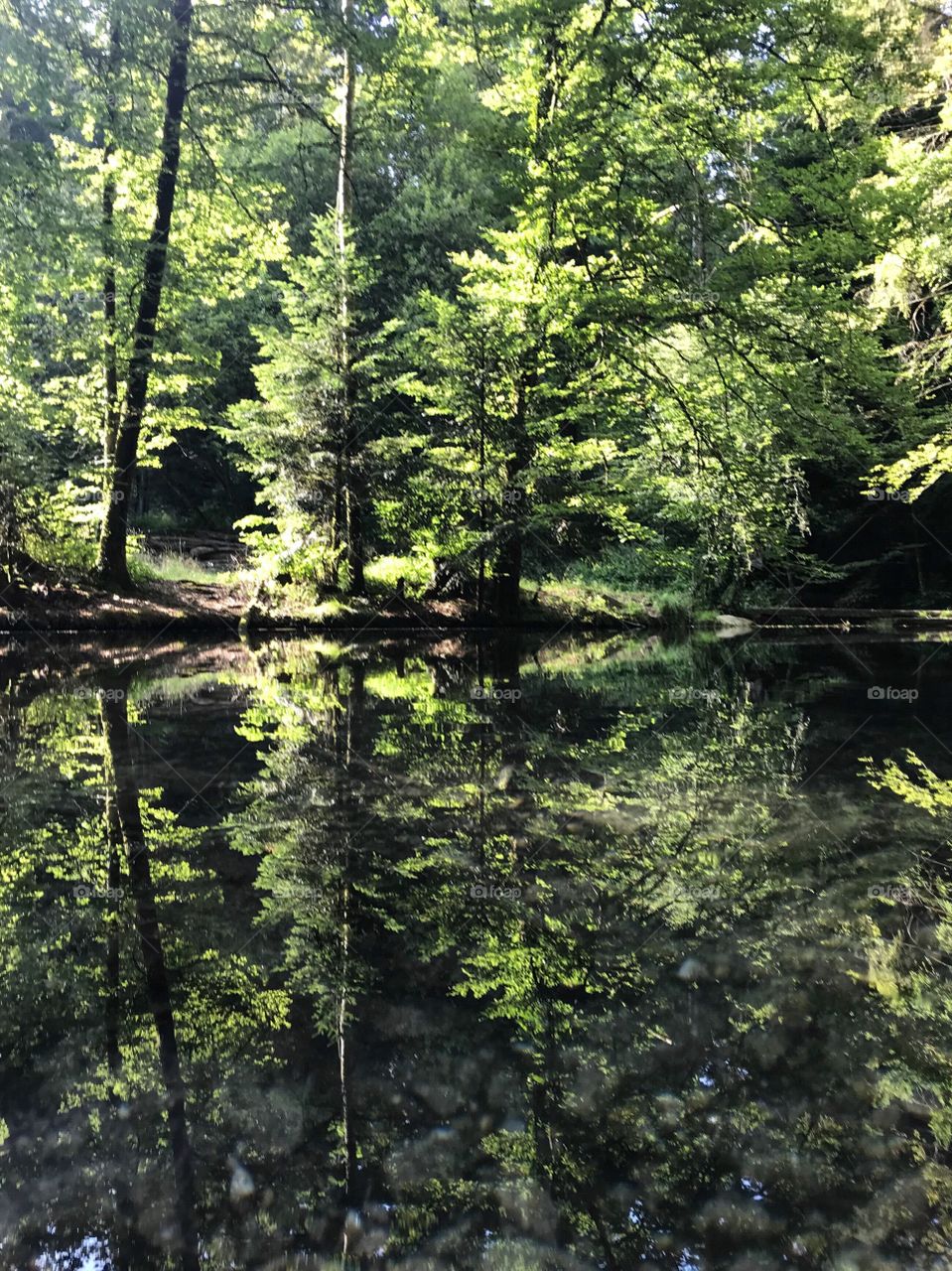 Swiss Forest Trübelbachweiher 