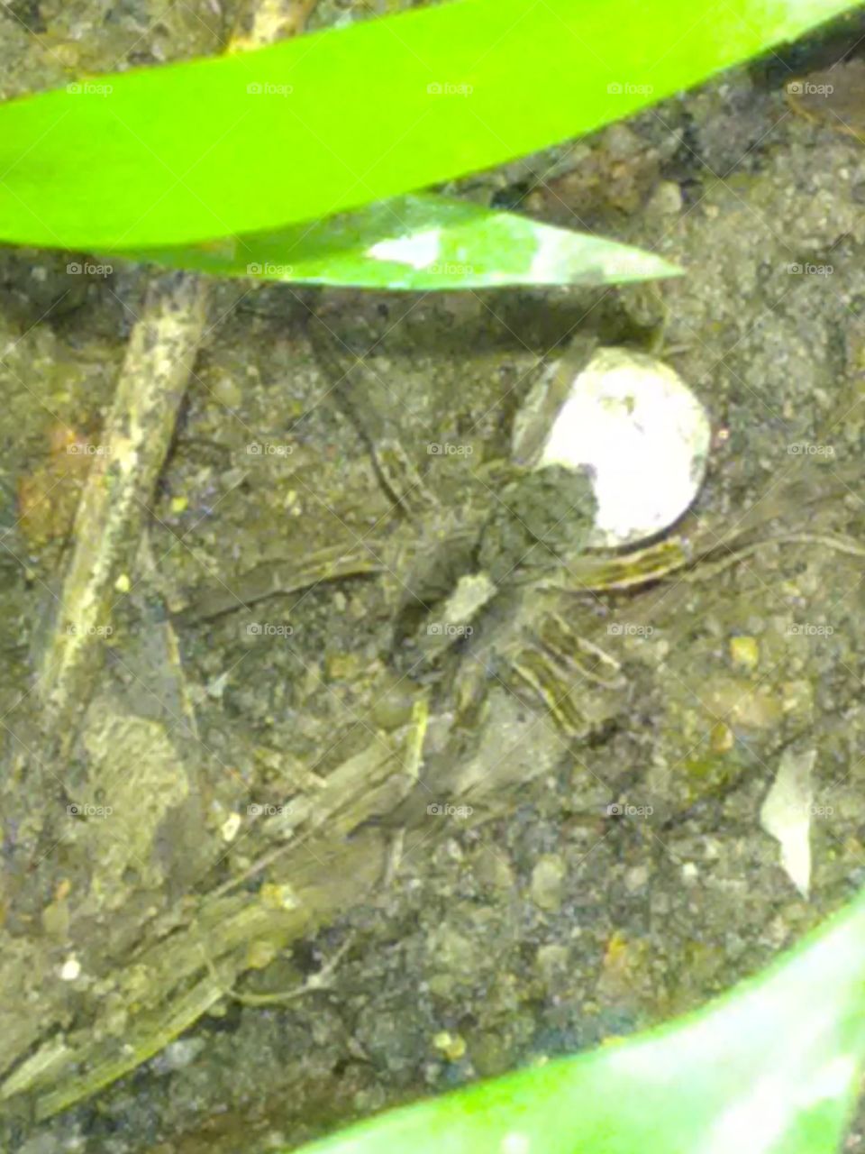 This is a very beautiful spider and there are one age.