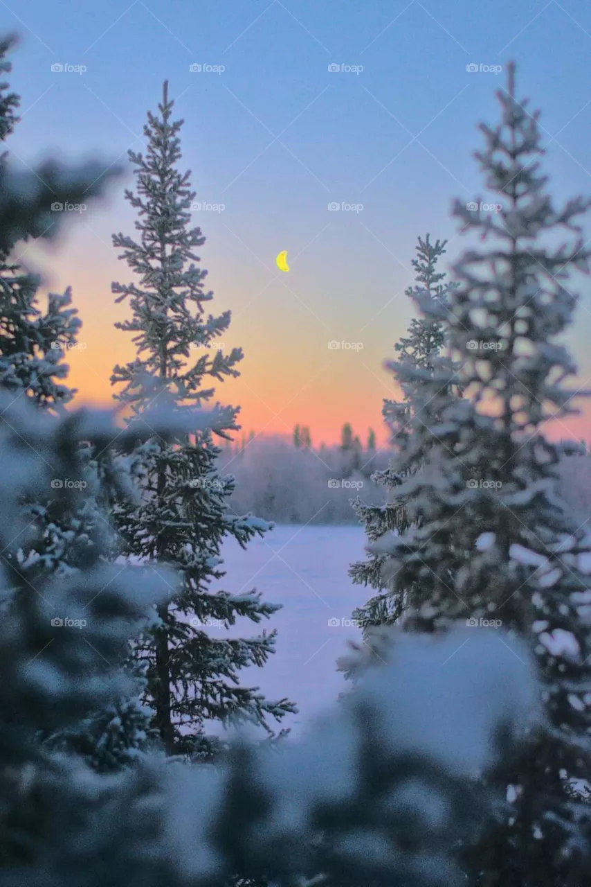 Winter, winter time, winter landscape, winter fairy tale, frost, frosty lace, north, arctic, snow, winter sunset, winter morning, snowy land, northern land, northern latitude, cold, red, frosty morning, snow on branches, ice, icy branches, sun, winte