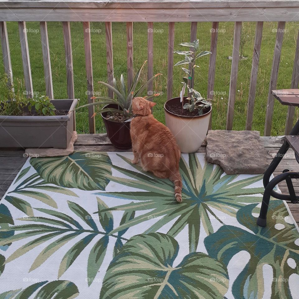 Porch Vibes