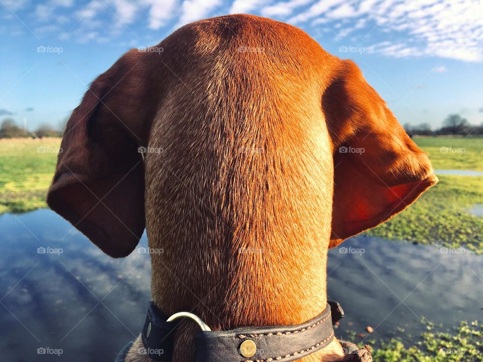 Cute doggo enjoying a beautiful view 