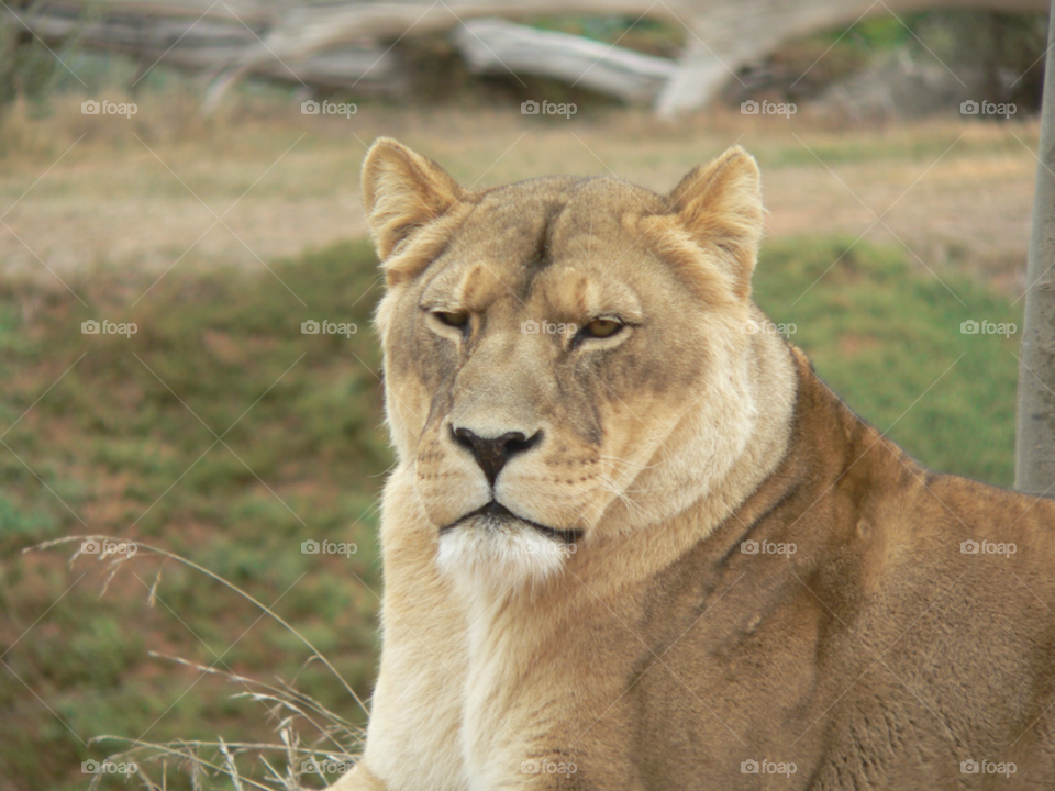 animal zoo lion by auscro