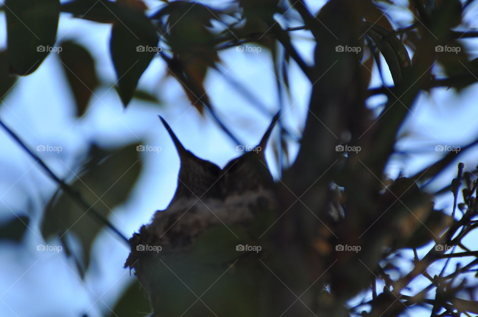 Hummingbird chicks