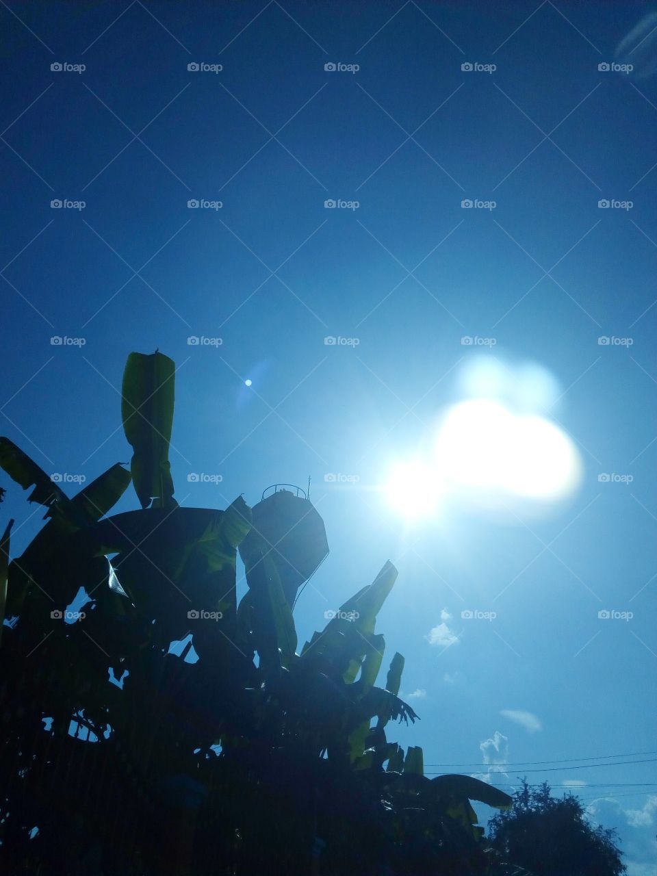 sun light , tree , sky