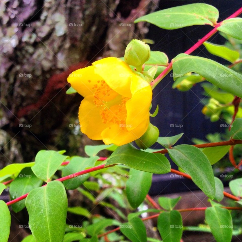 Lovely Japanese Garden