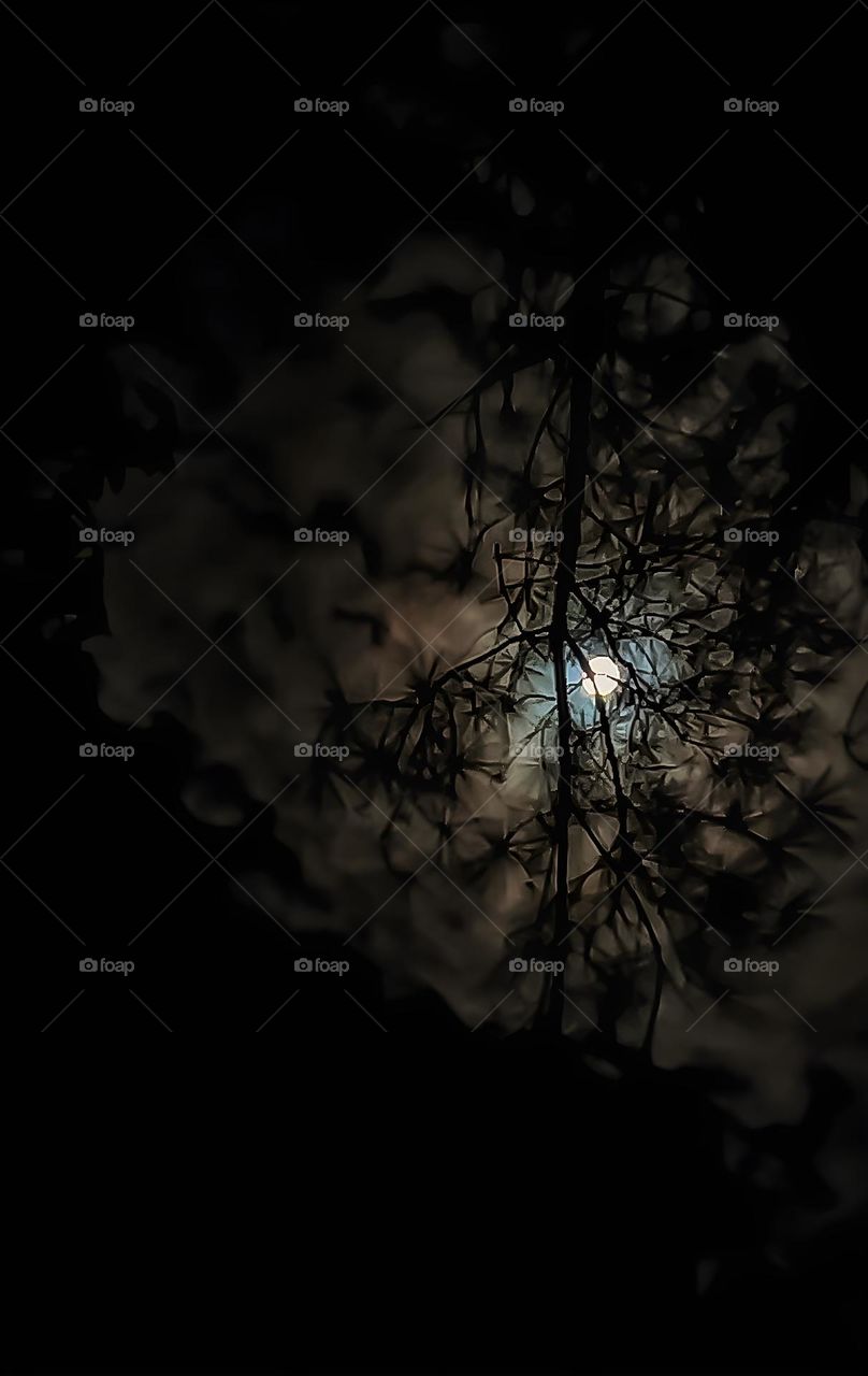 This is a photo based solely on the light of the moon through the trees. The sight of its light running among the branches was a serene sight, so I snapped a photo quickly.