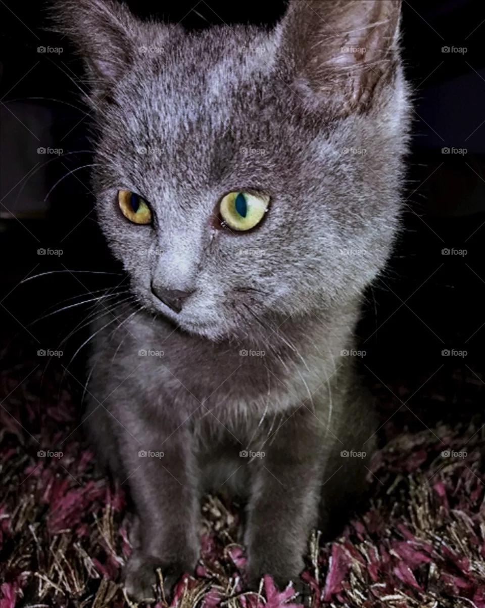 Kitten