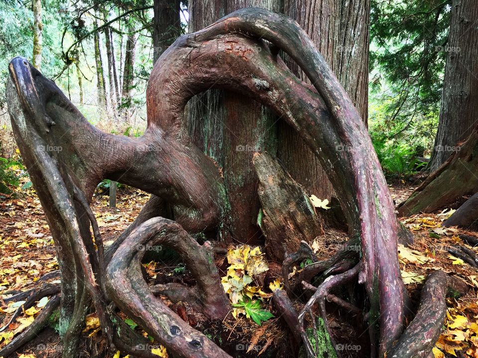 Knotty roots 
