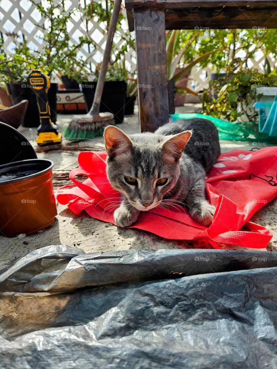 un gato entre tantos objetos