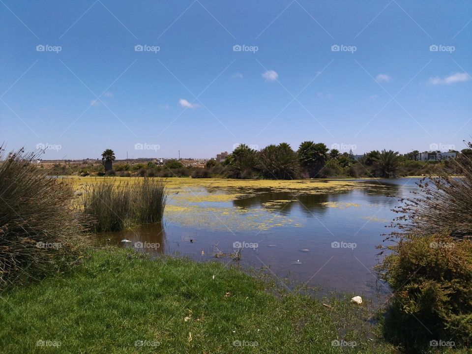 in a corner of the pond