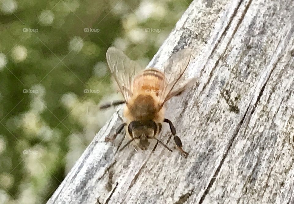 Bee on wooden railing 3
