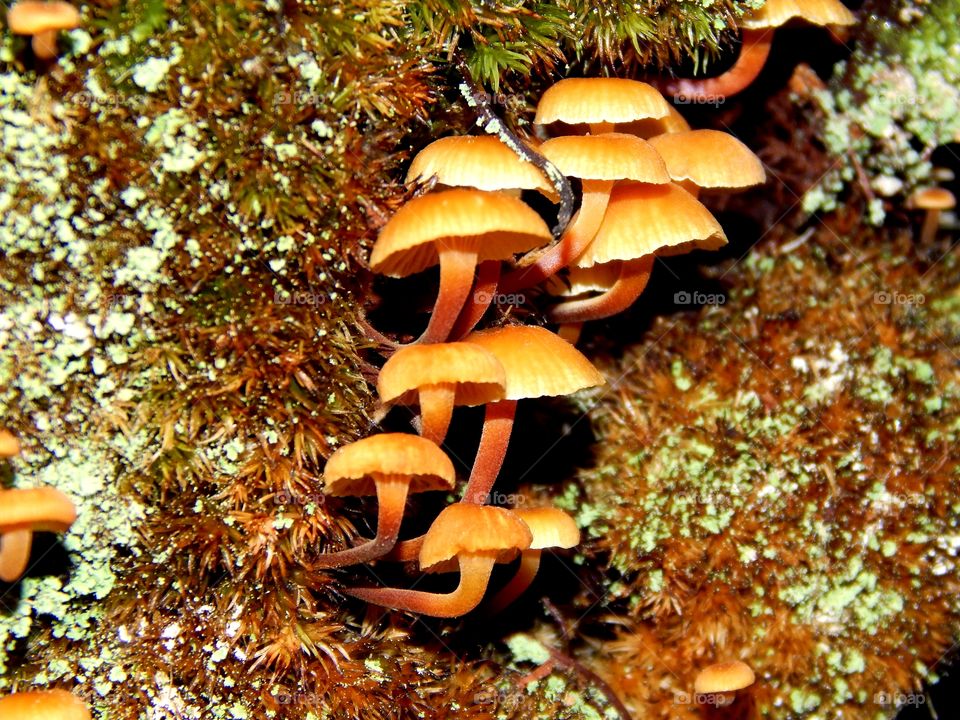 cluster of orange mushrooms growing from a moss covered boulder