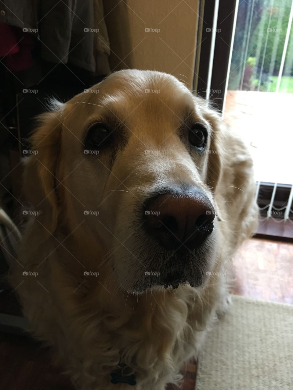 Dog, Pet, Canine, Mammal, Puppy