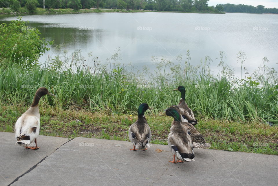 Wild ducks in Iowa