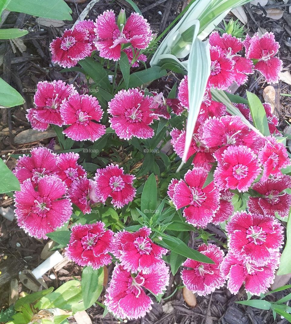 Pink Phlox Flowers