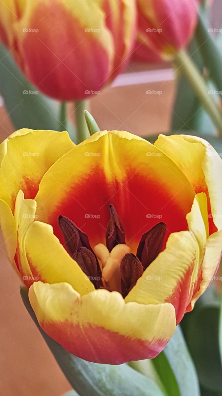 Tulip close-up