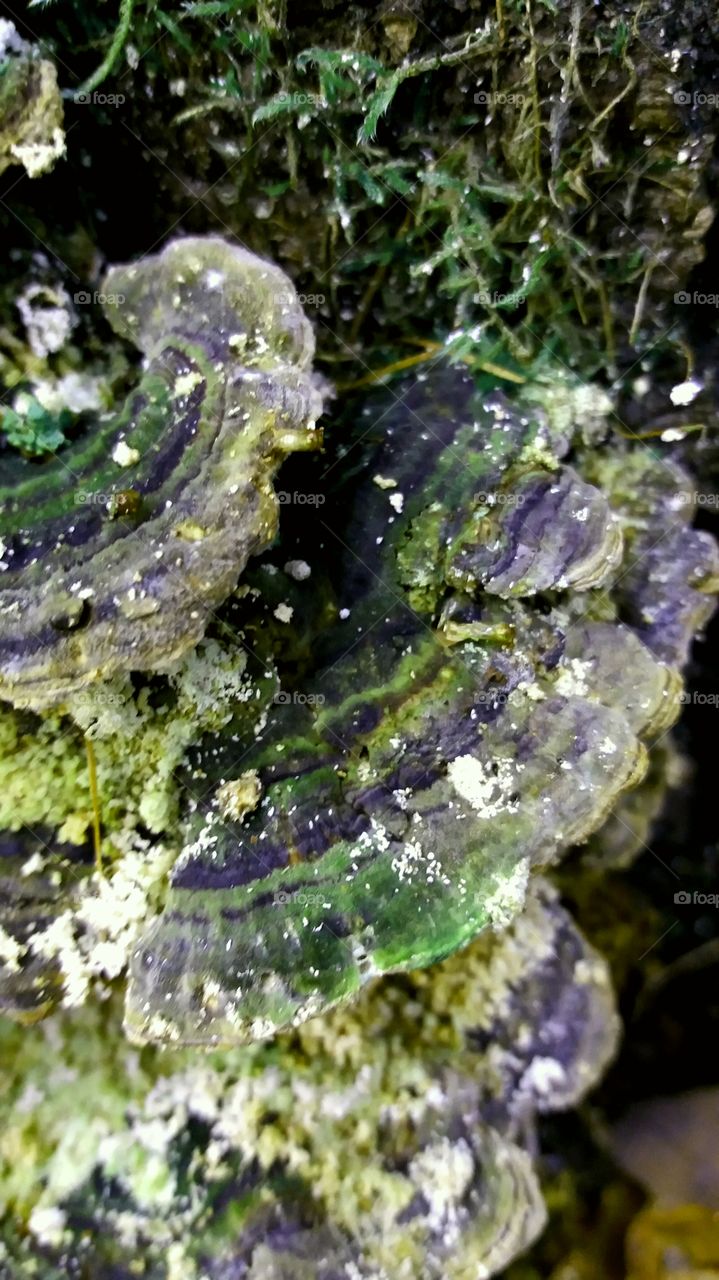 magical forest fungus