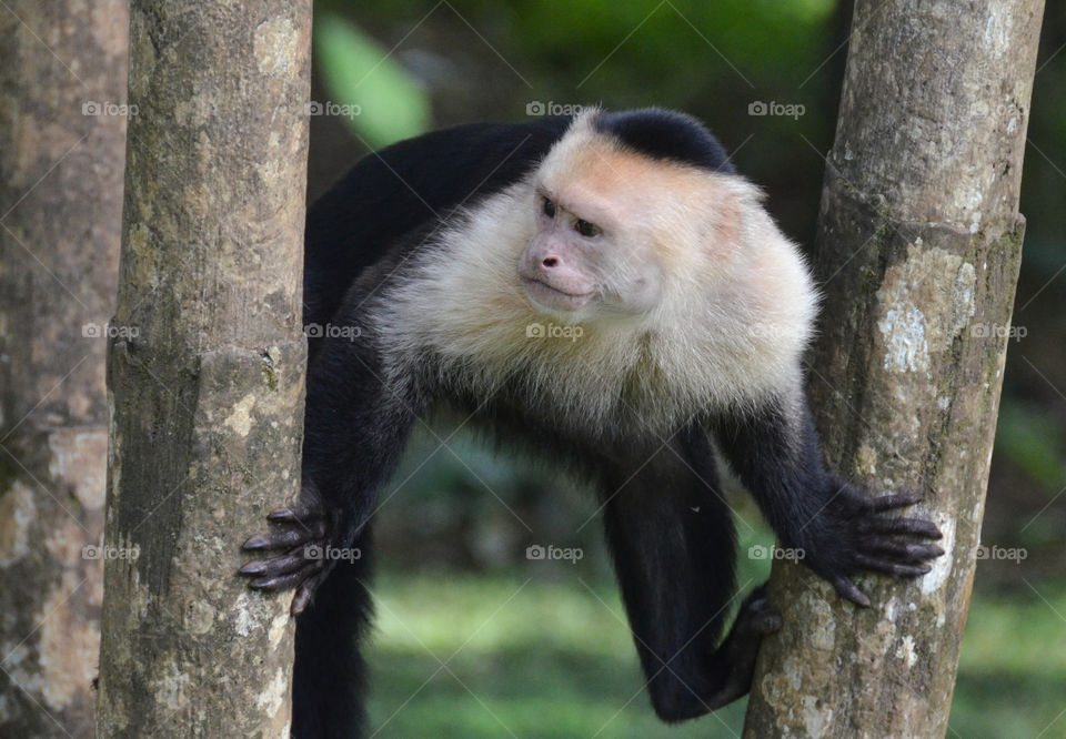 Wild White-faced Monkey