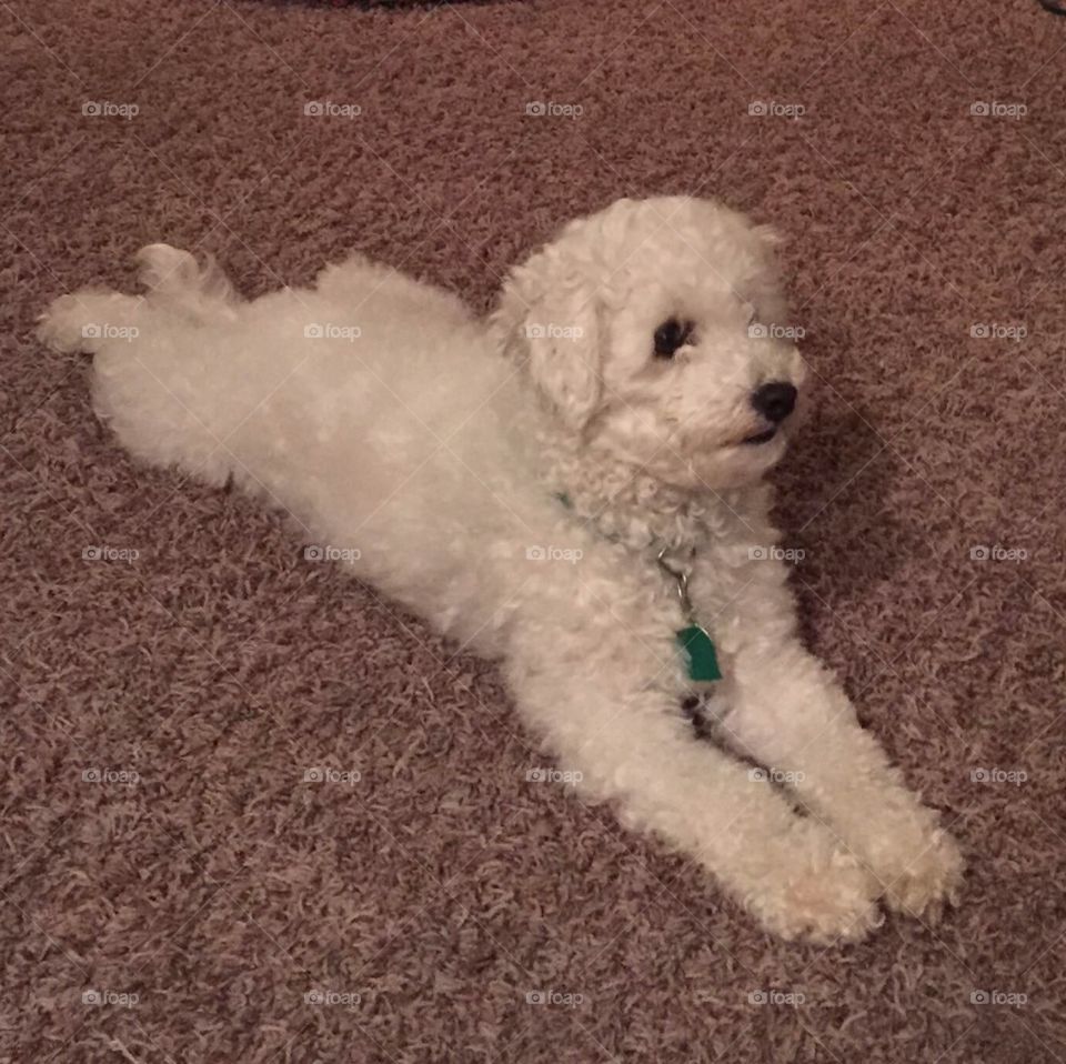 A Maltese Bichon stretched out on the carpeted floor.