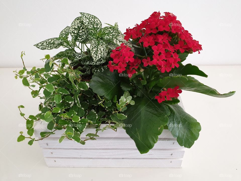 House plant composition