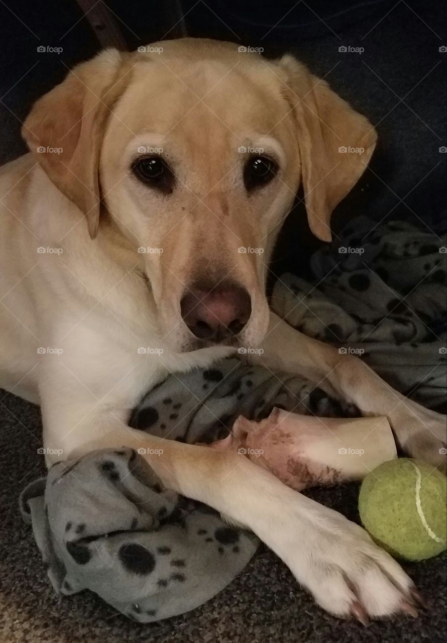 Sandy Enjoying her bone and a ball