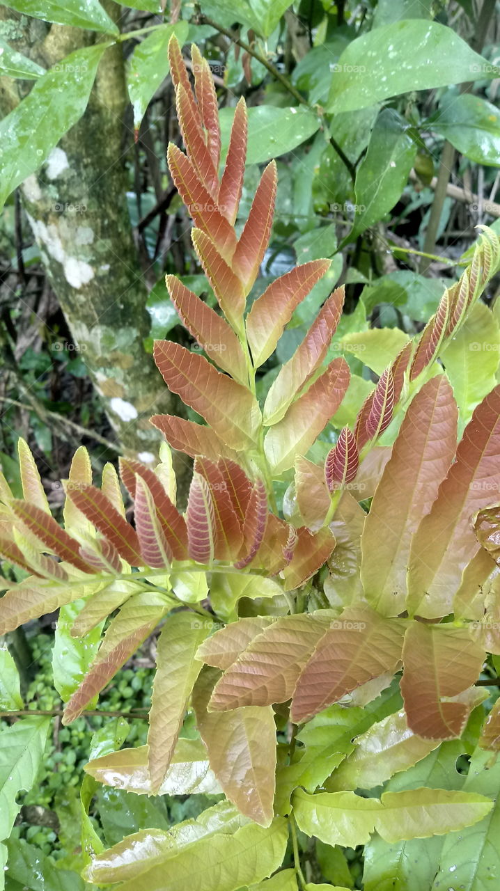 FOLHAS GALHO ÁRVORE Rhus typhina L.
