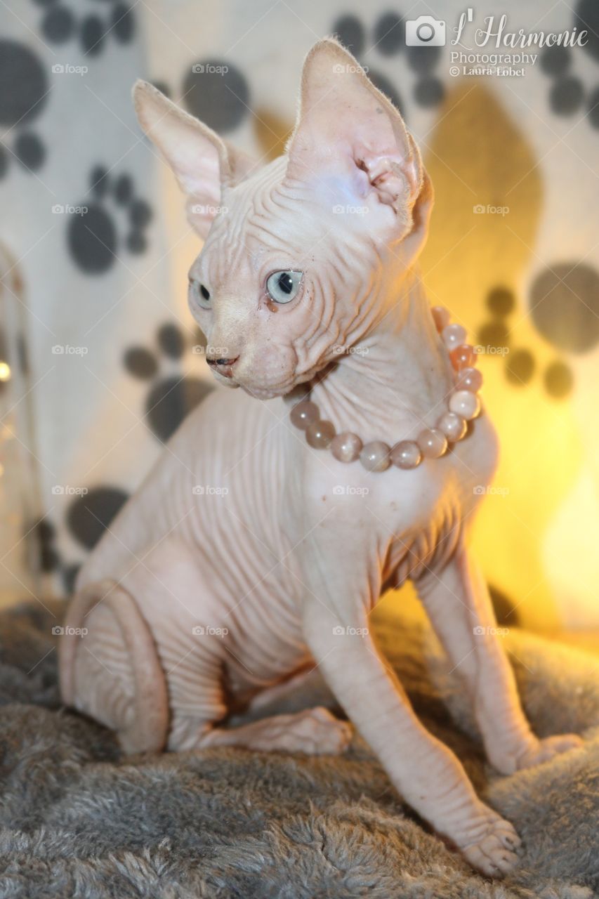 2,5 months sphynx boy color cream
