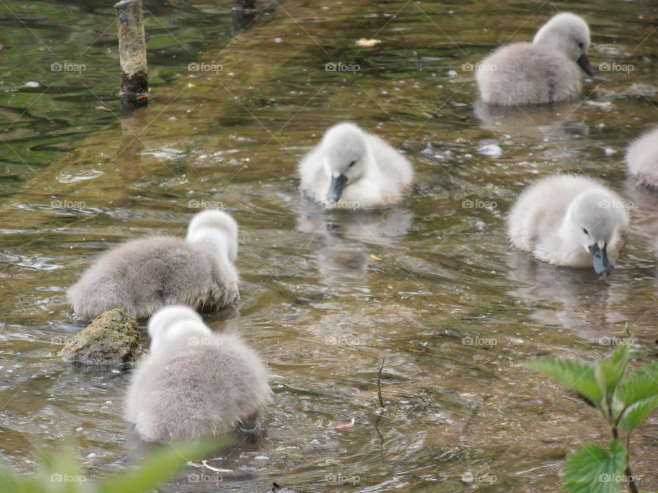 Cygnts Swimming