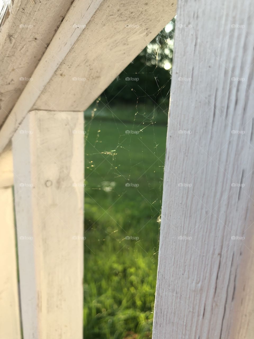 Secret spider web revealed in the sunlight