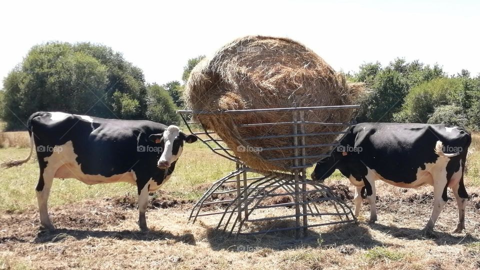 Two cows eating hay