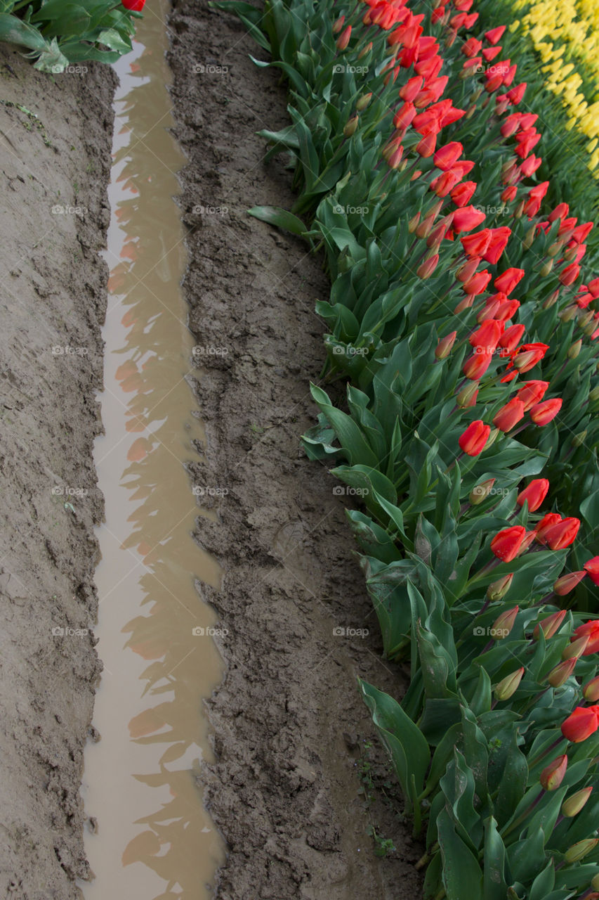 Tulip reflection