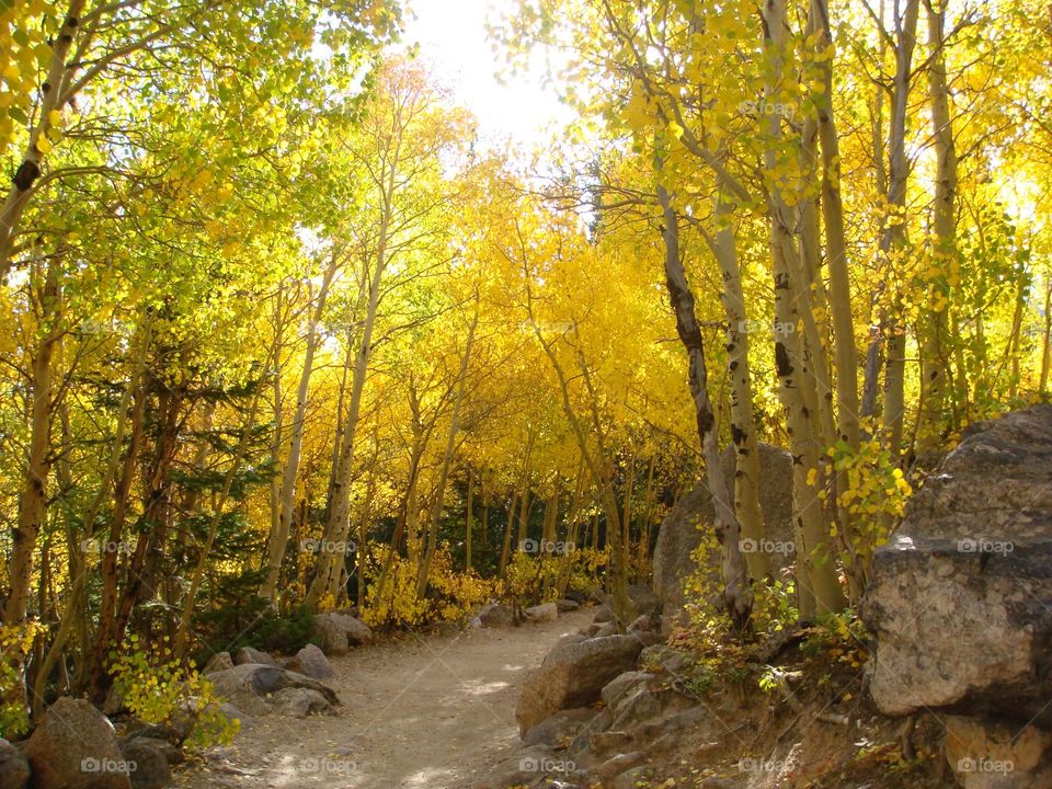 A Colorado trail lined with yellow aspens in autumn