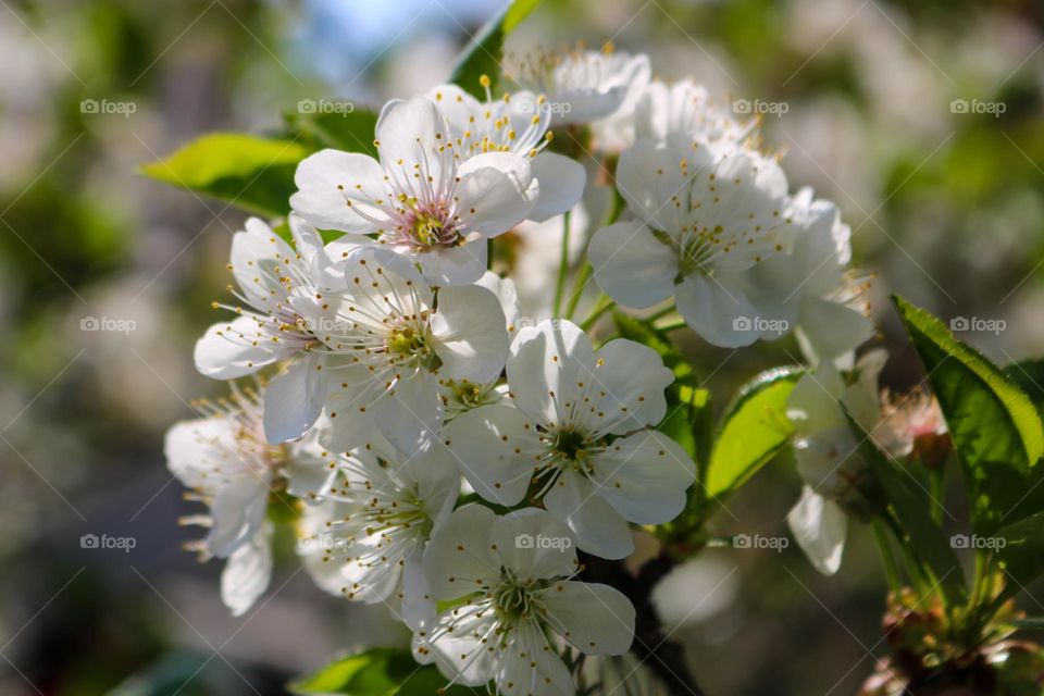 Spring flowers