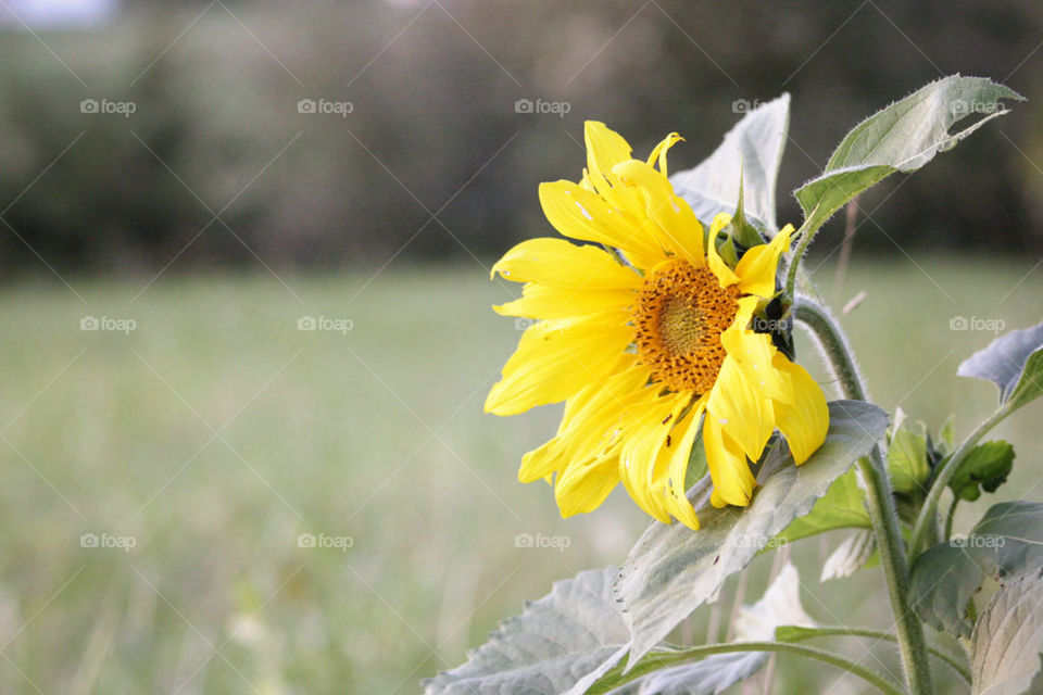 Sunflowers