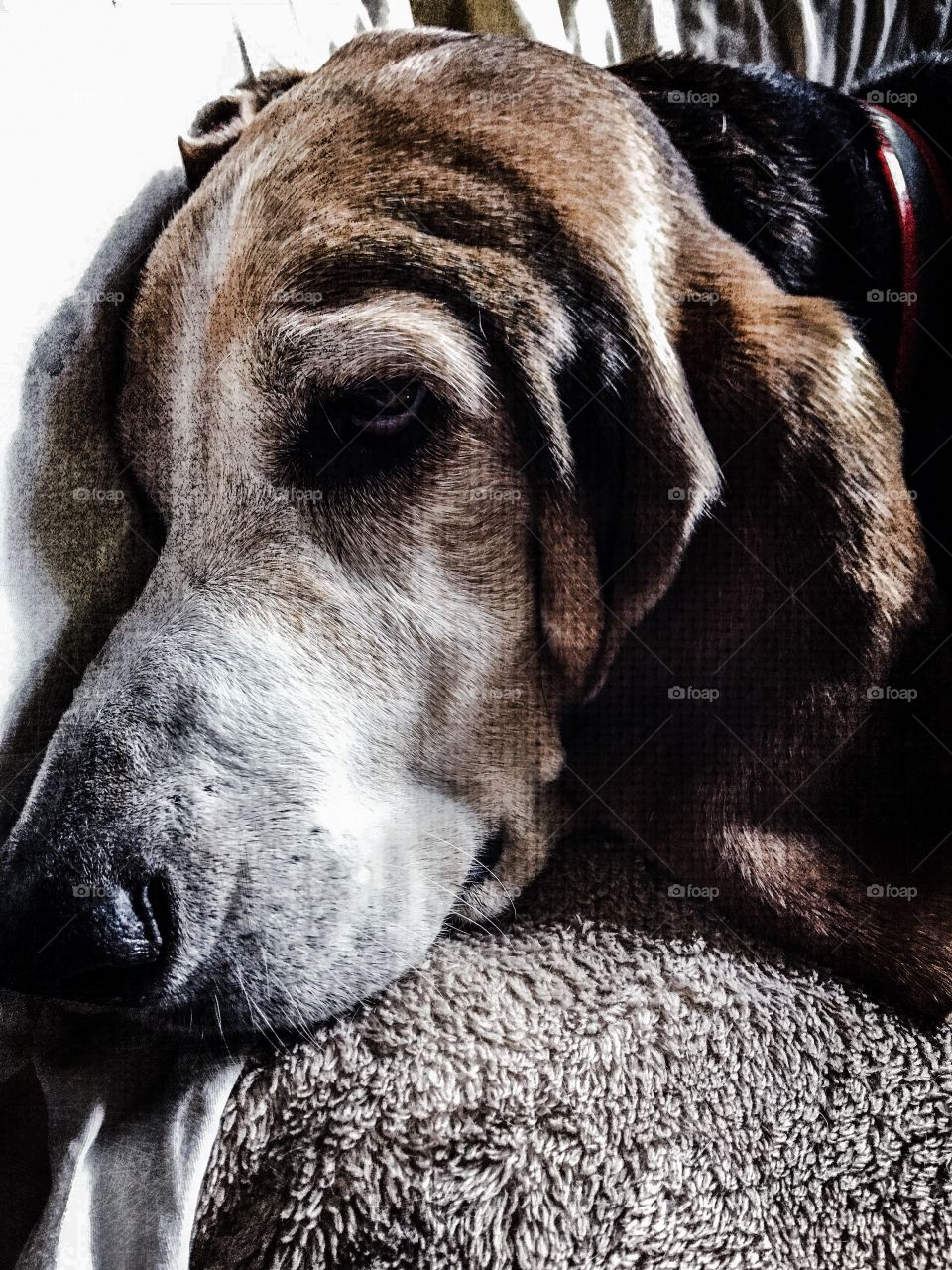 A profile portrait of my basset hound 