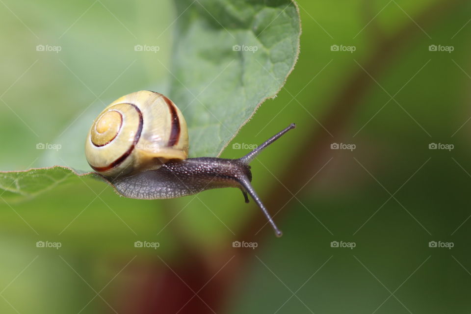 Little snail in our garden 🪴