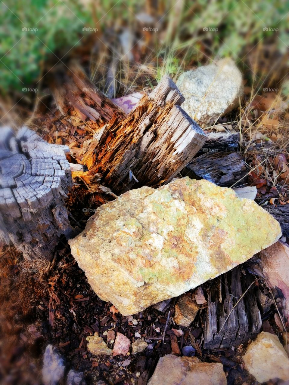 Rock in stump