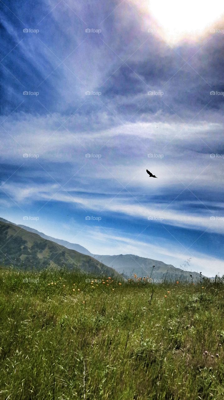 Turkey buzzard in flight 