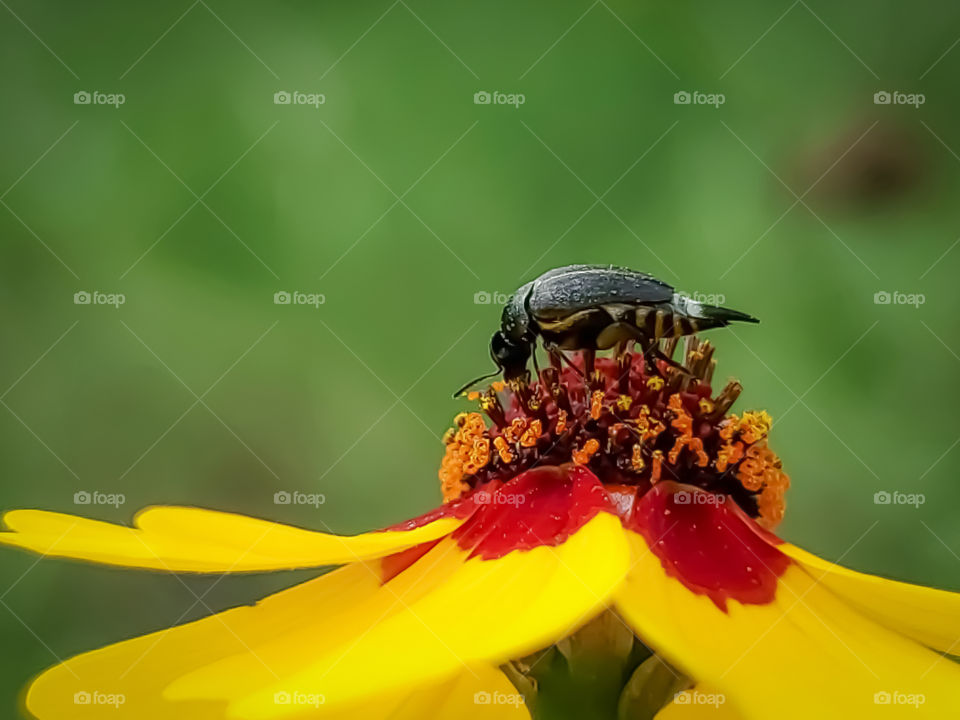 Close up of a tiny black insect feeding on the nectar of a small red and yellow wild coreopsis flower.