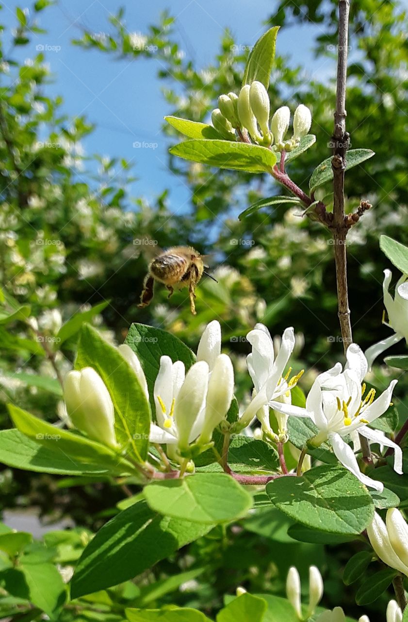 bee in flight