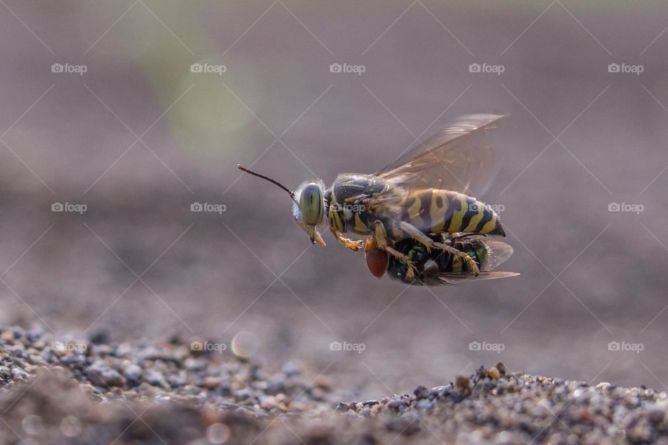 wasp, Vespula germanica